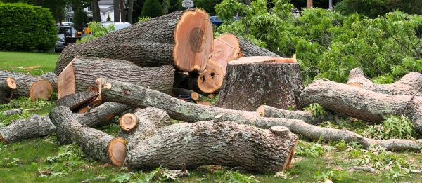 Large Tree Removal in Montgomery