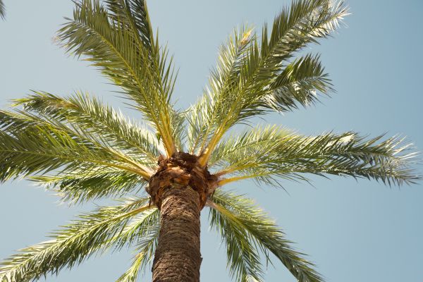 Palm Tree Removal in Montgomery