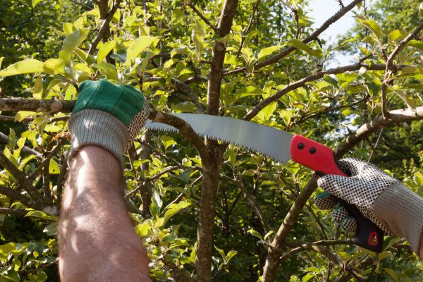 Small Tree Removal in Montgomery