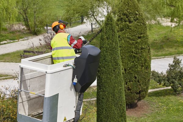 Cypress Tree Pruning