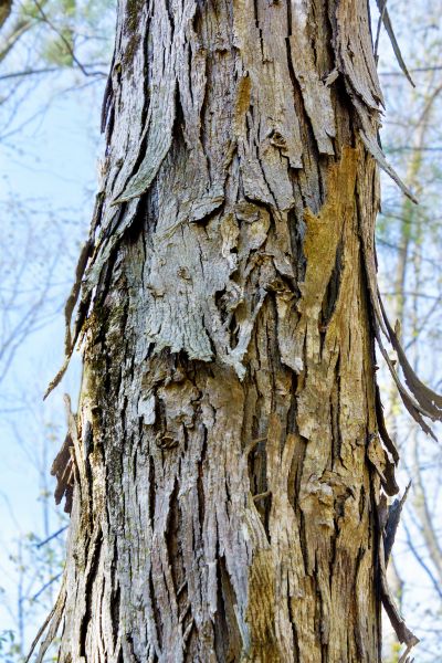 Cost of Hickory Tree Removal in Montgomery