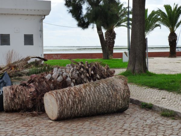 Palm Trees Removal in Montgomery