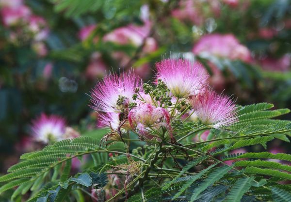 Cost of Mimosa Tree Removal in Montgomery