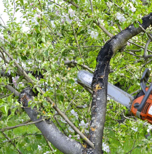 Cost of Apple Tree Removal in Montgomery