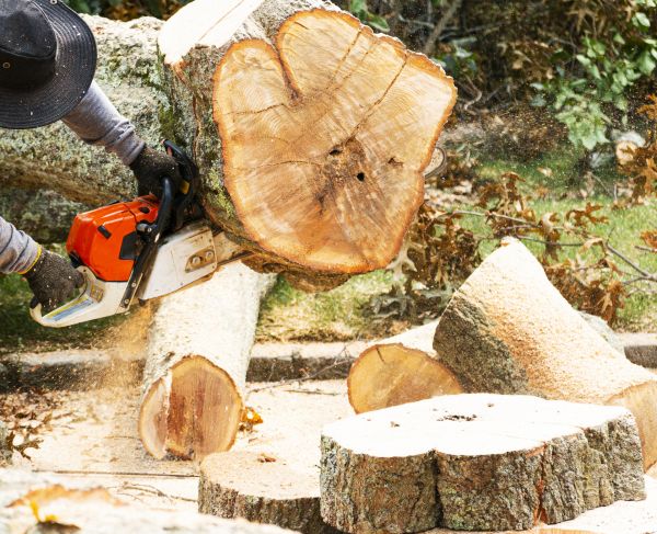 Tree Removal Service in Montgomery