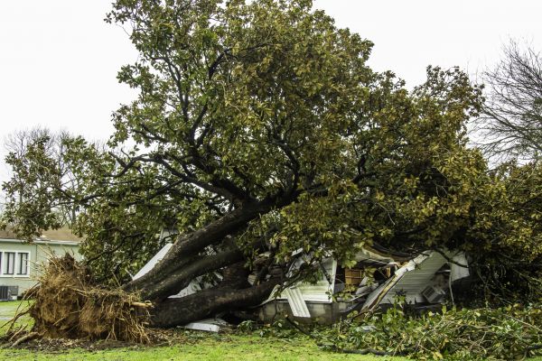 Fallen Tree Removal in Montgomery