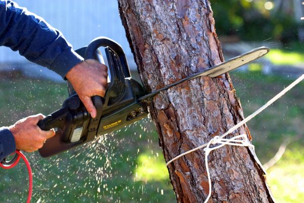 Dead Tree Removal in Montgomery