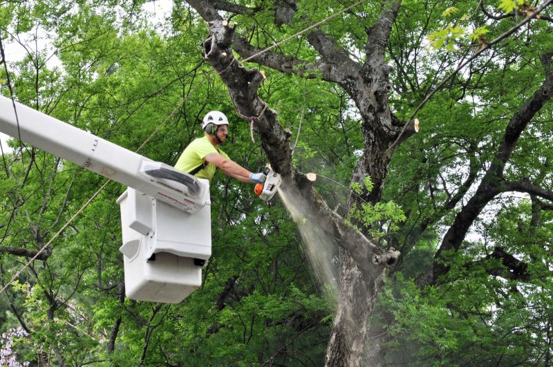 Summer Tree Care
