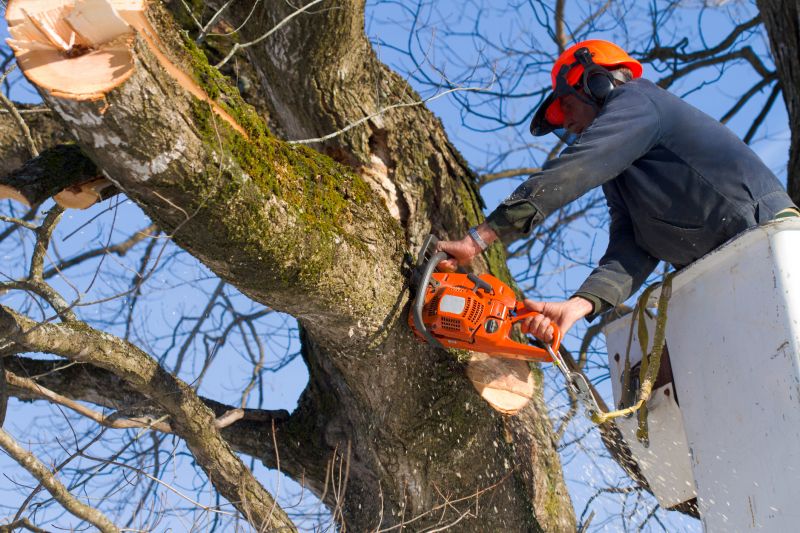 Expert Tree Removal Assessment