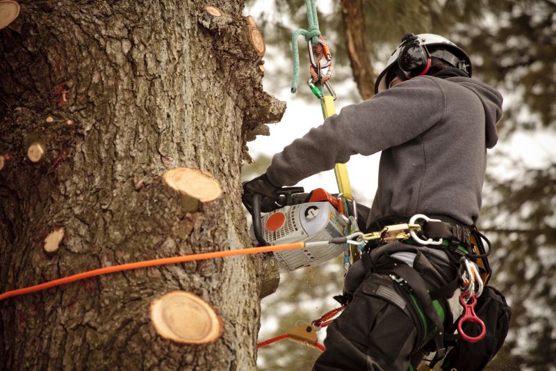 Tree Cutting and Removal